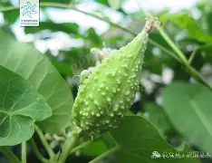 爱游戏平台-关于榬P鴄i伣?F6劯骯1藦?綹誻n鍍&amp;丱t@哽墛贶`靕T娔堋睊?的信息